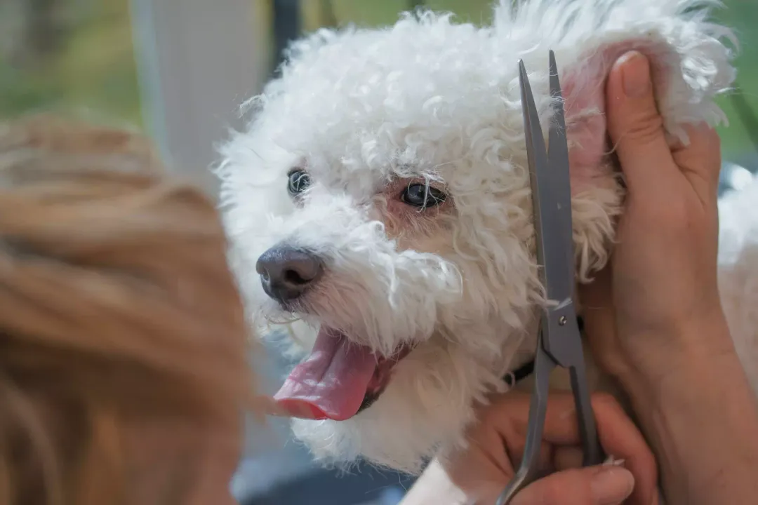 What are the health issues with Bolognese dogs?