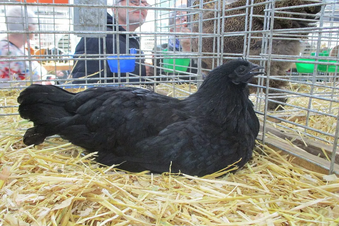 What are the interesting facts about Ayam Cemani?, Physical Traits