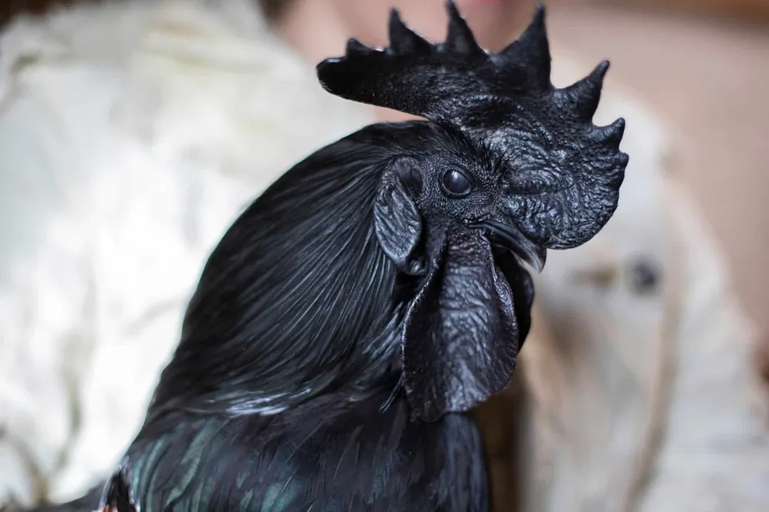 What are the interesting facts about Ayam Cemani?