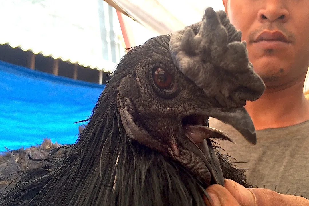 What are the interesting facts about Ayam Cemani?, Cultural Significance