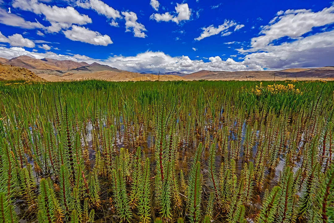 What are the Pallas's cats predators?, Evasion Tactics