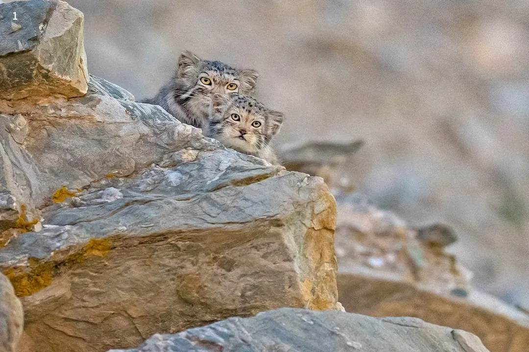 What are the Pallas's cats predators?