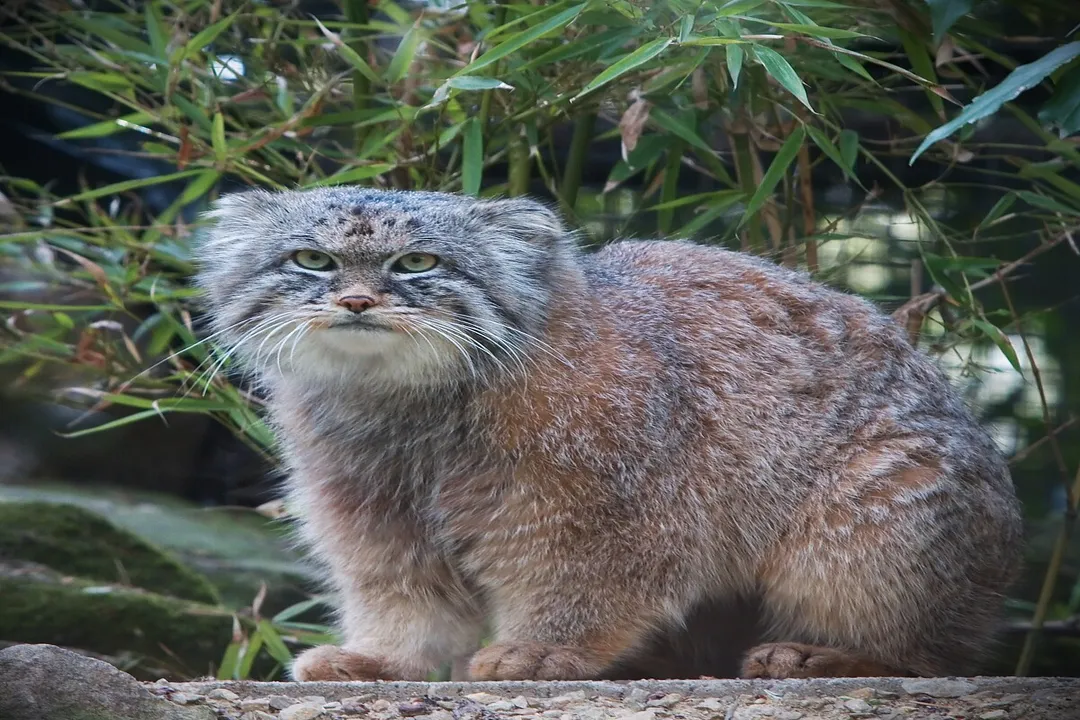 What are the Pallas's cats predators?, Canid Competition