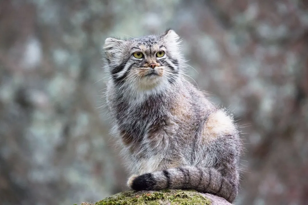 What are the Pallas's cats predators?, Apex Threats