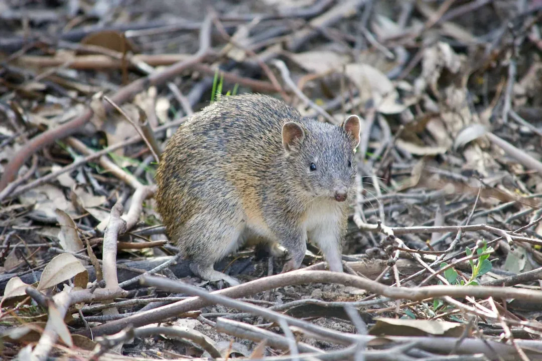 What are the physical adaptations of a bandicoot?, General Build