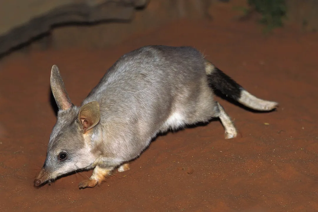 What are the physical adaptations of a bandicoot?, Sensory Apparatus