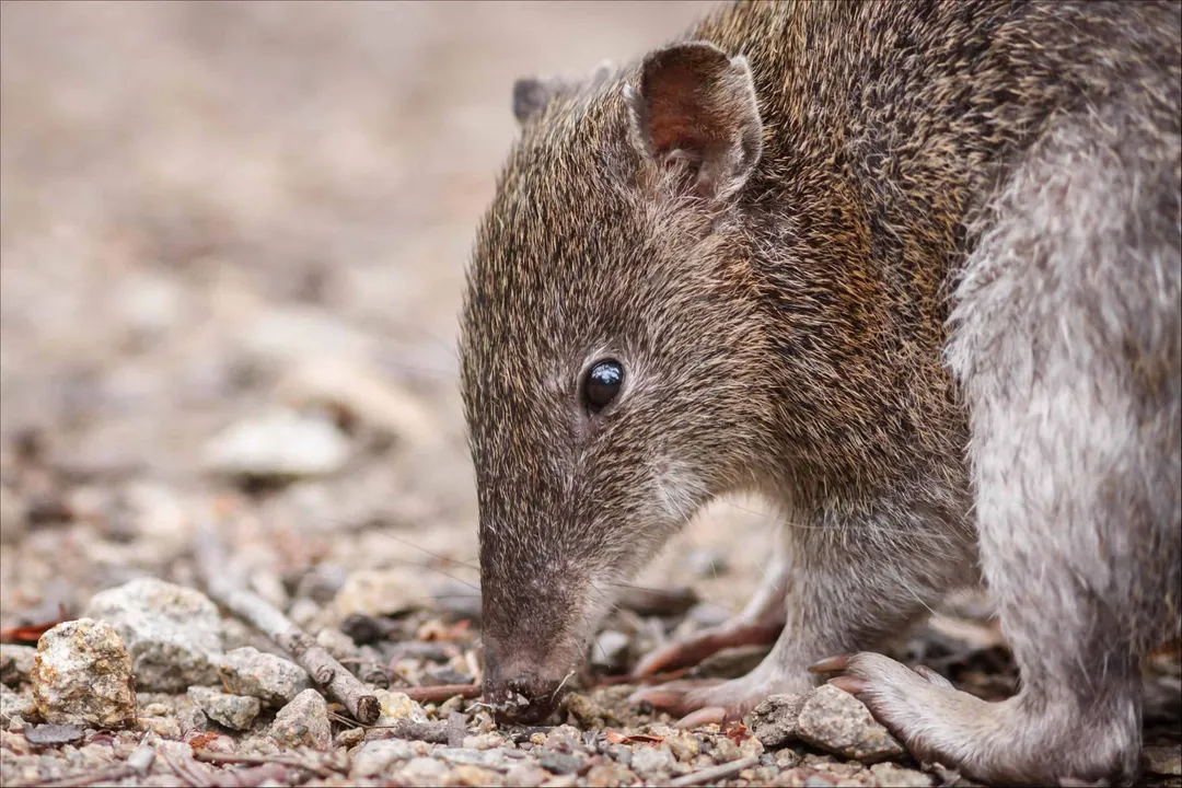 What are the physical adaptations of a bandicoot?