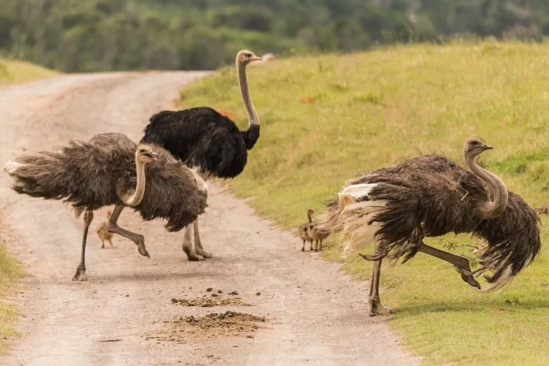 What are the physical adaptations of an ostrich?, Giant Eye Sight
