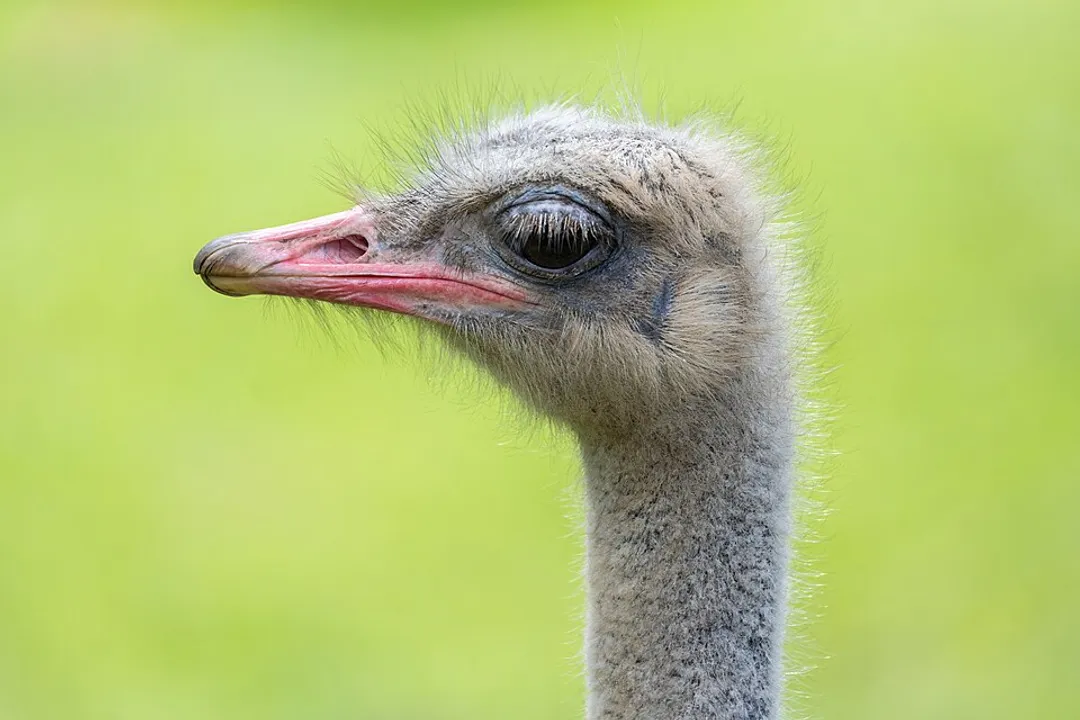 What are the physical adaptations of an ostrich?, Speed Machine
