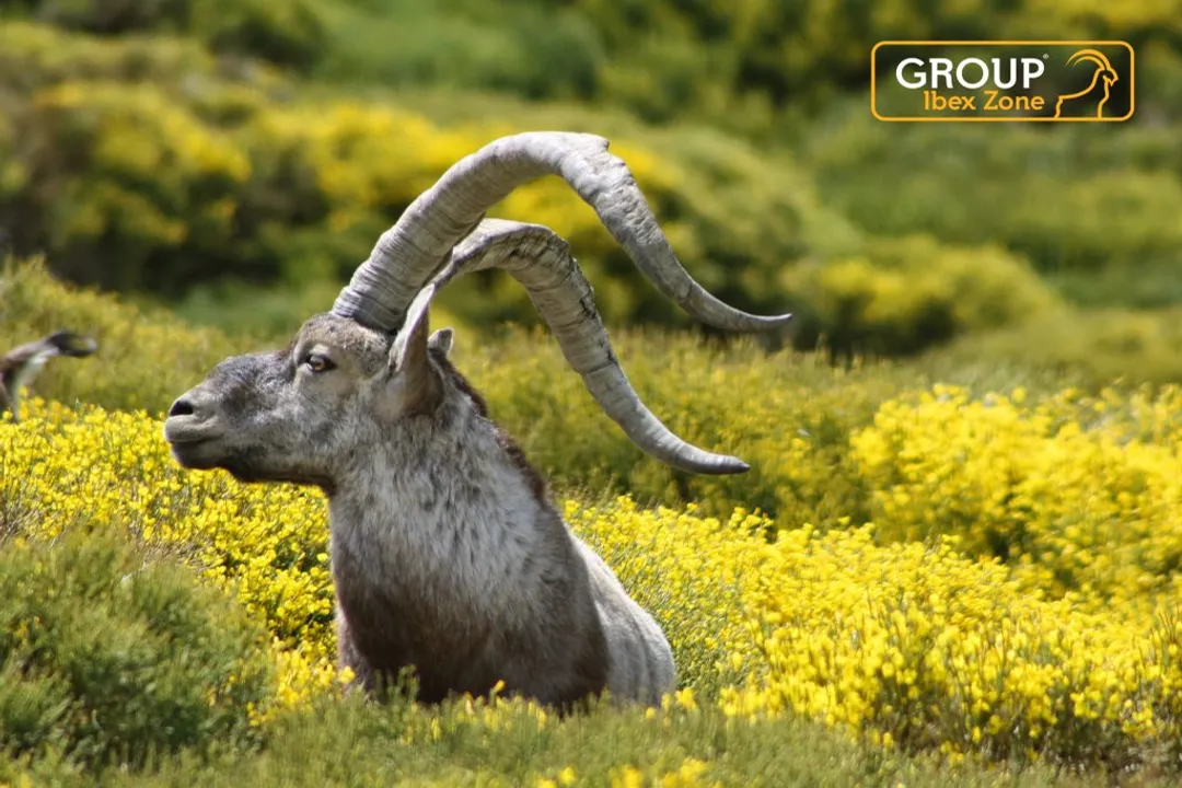 What are the physical adaptations of the ibex?