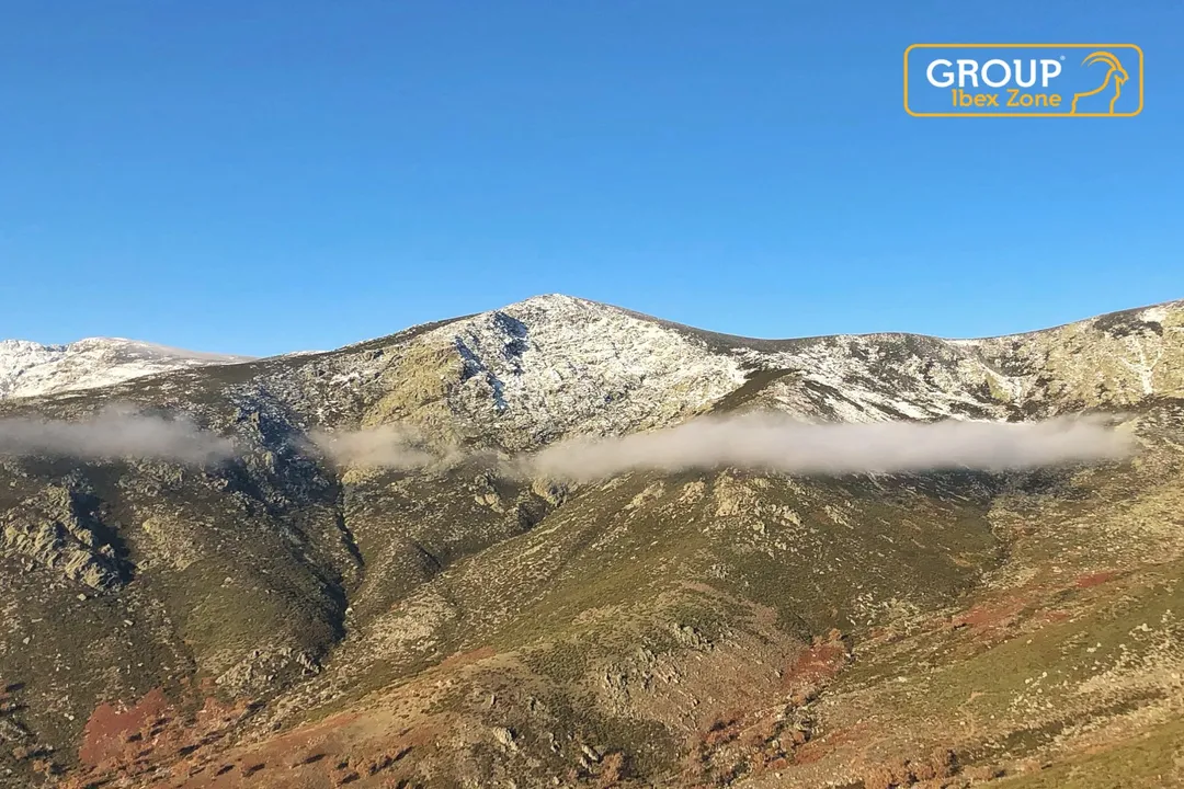 What are the physical adaptations of the ibex?, Altitude Respiration