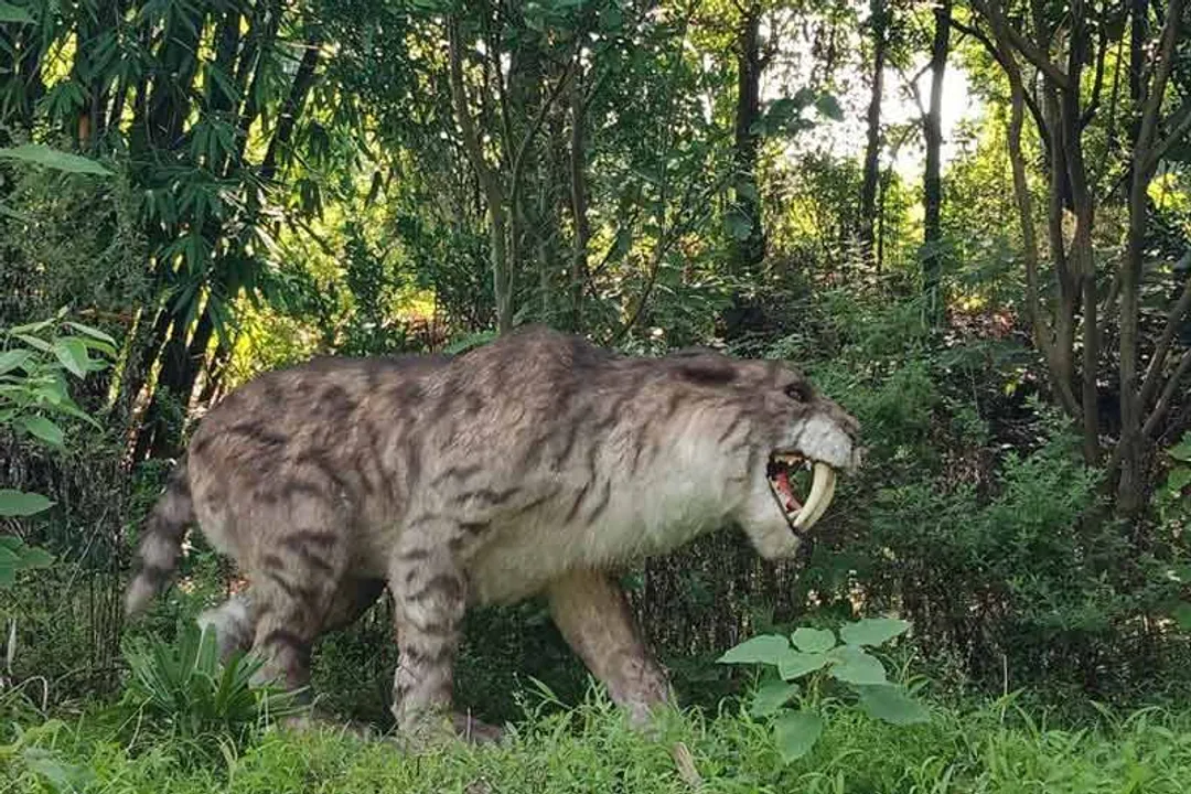 What are the physical adaptations of the saber tooth tiger?, Jaw Mechanics