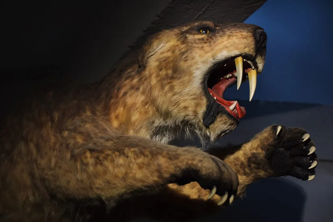 What are the physical adaptations of the saber tooth tiger?