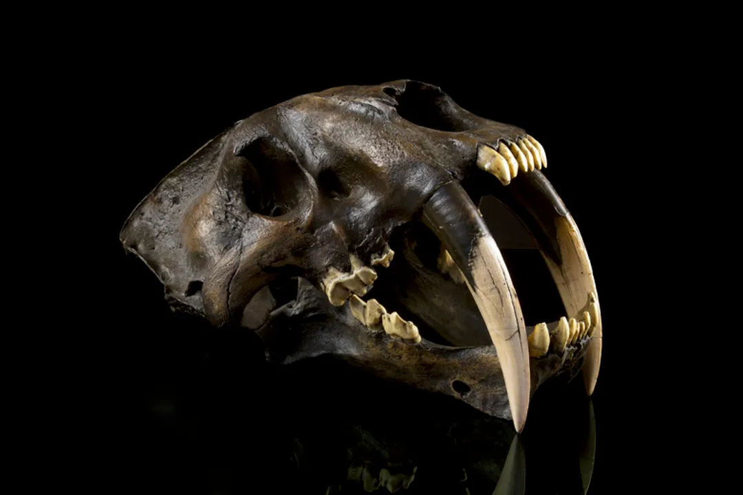 What are the physical adaptations of the saber tooth tiger?, The Fangs