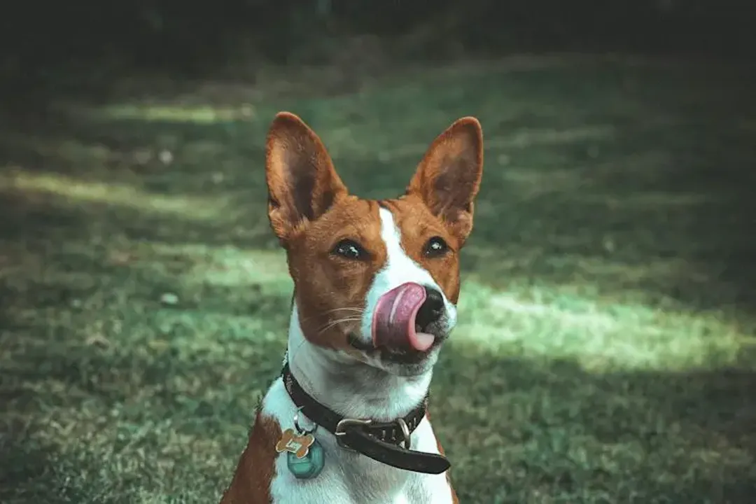 What are the physical characteristics of a Basenji?, Head Detail