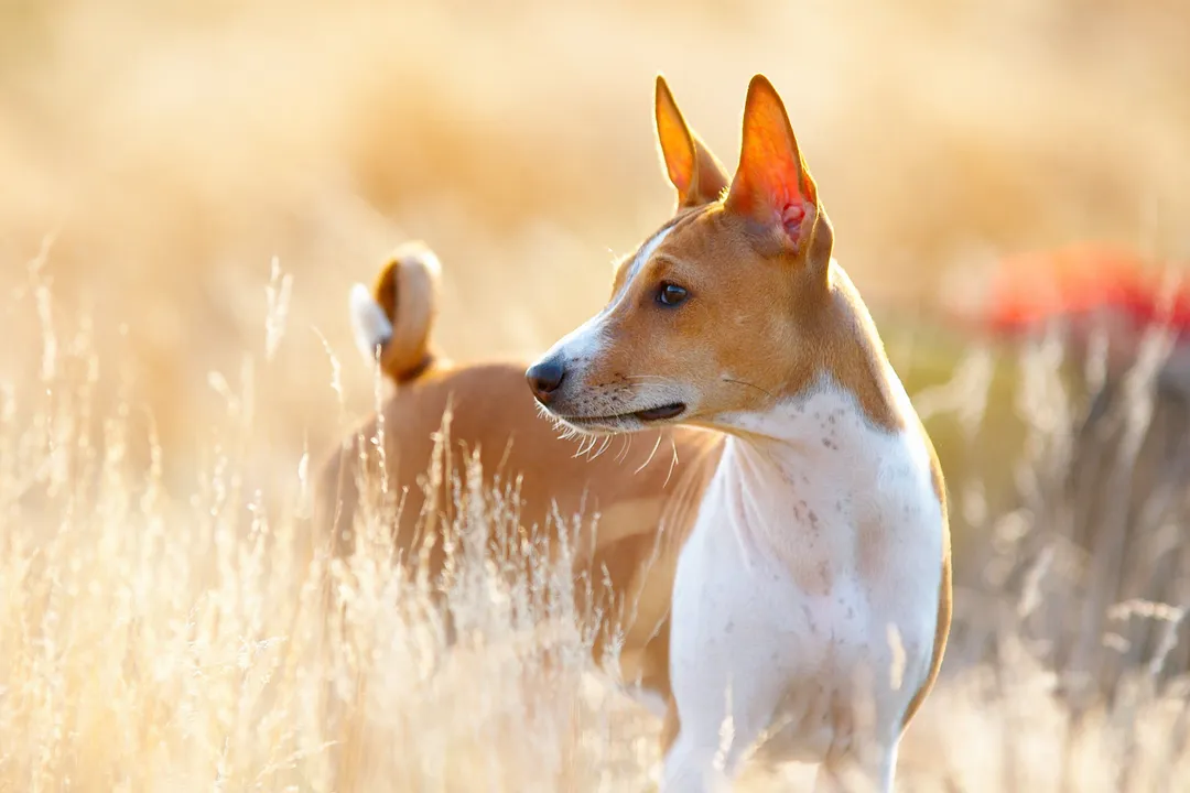 What are the physical characteristics of a Basenji?, Coat Markings