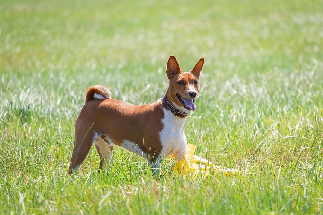 What are the physical characteristics of a Basenji?