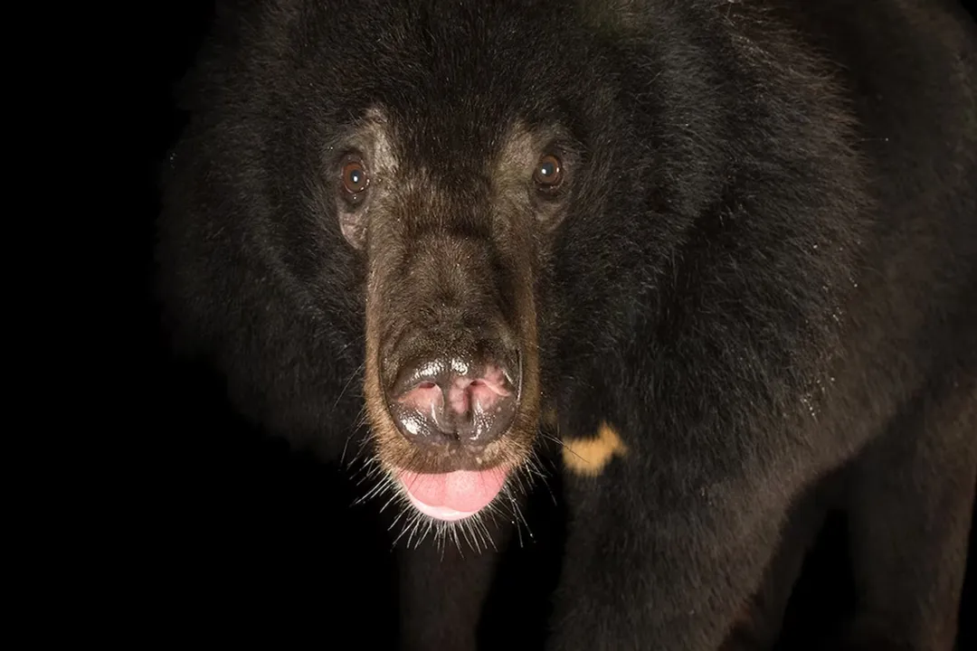 What are the physical characteristics of a bear?, Body Structure