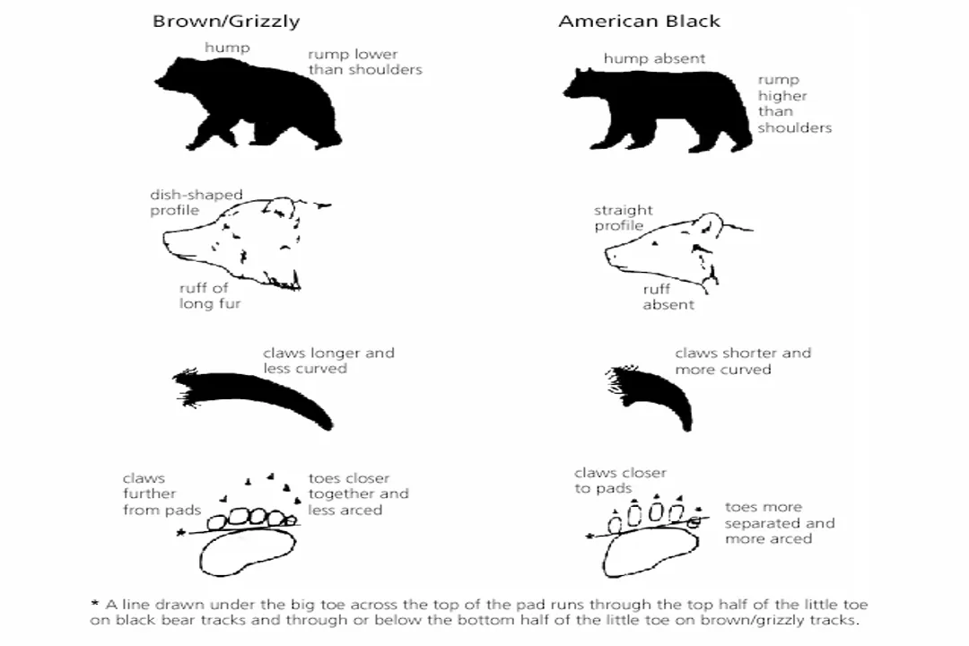 What are the physical characteristics of a bear?