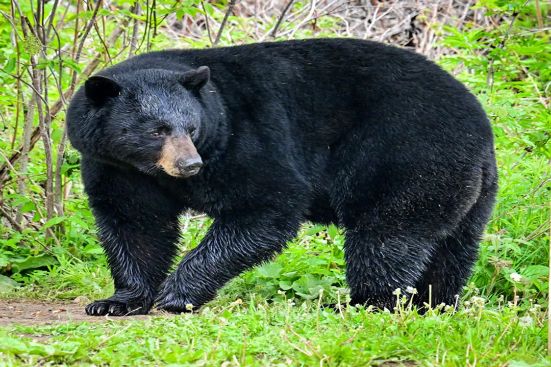 What are the physical characteristics of a bear?, Facial Profiles