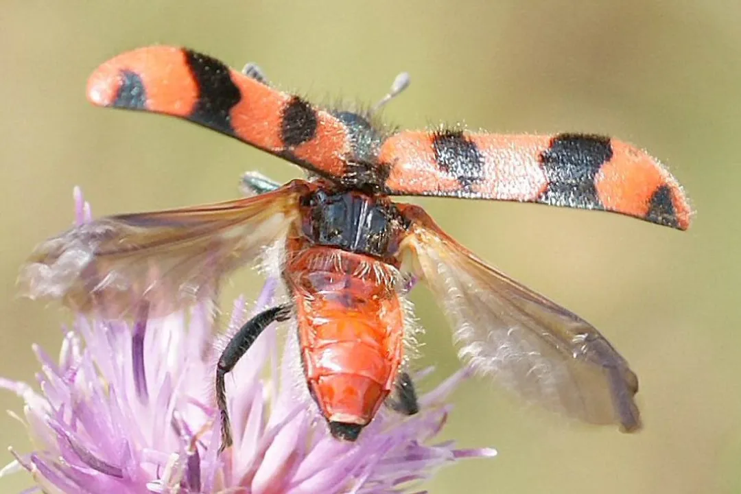 What are the physical characteristics of a beetle?, Body Structure