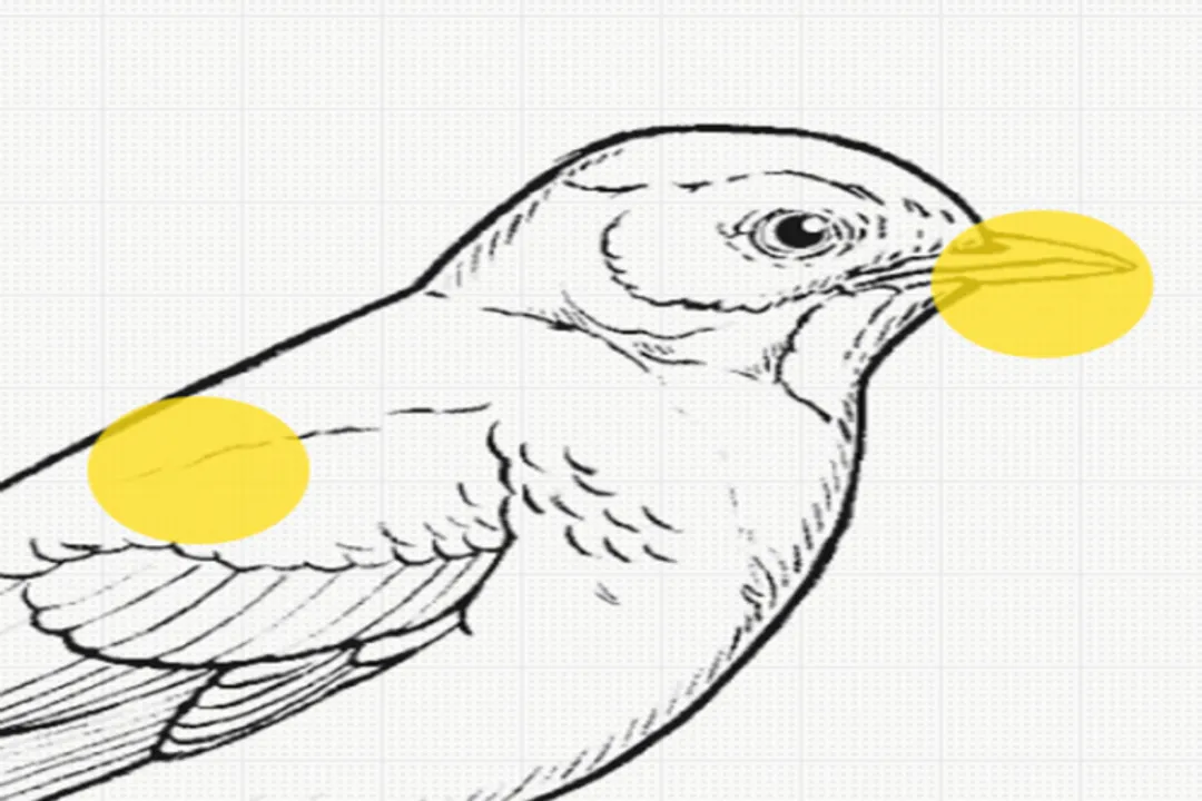 What are the physical characteristics of a bird?, Breathing System