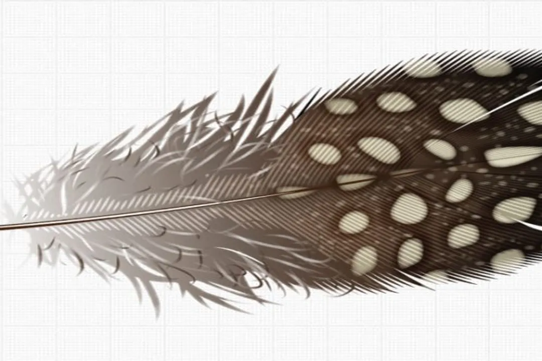 What are the physical characteristics of a bird?, Skeletal Build