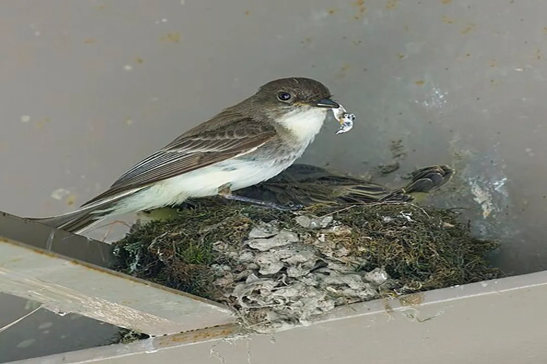 What are the physical characteristics of a bird?, Defining Trait