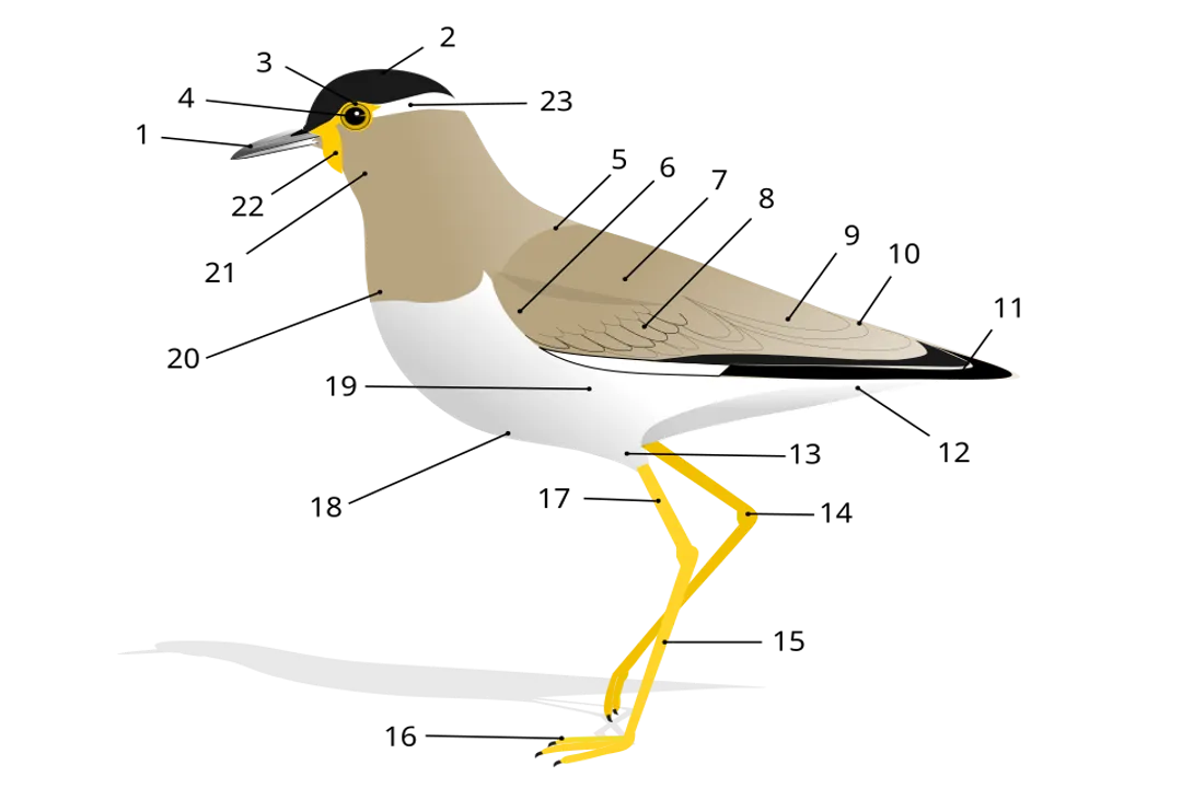 What are the physical characteristics of a bird?