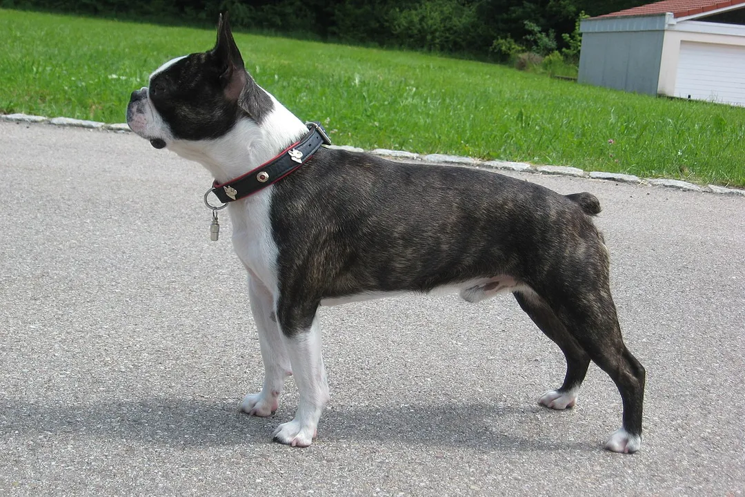 What are the physical characteristics of a Boston Terrier?, Head Structure