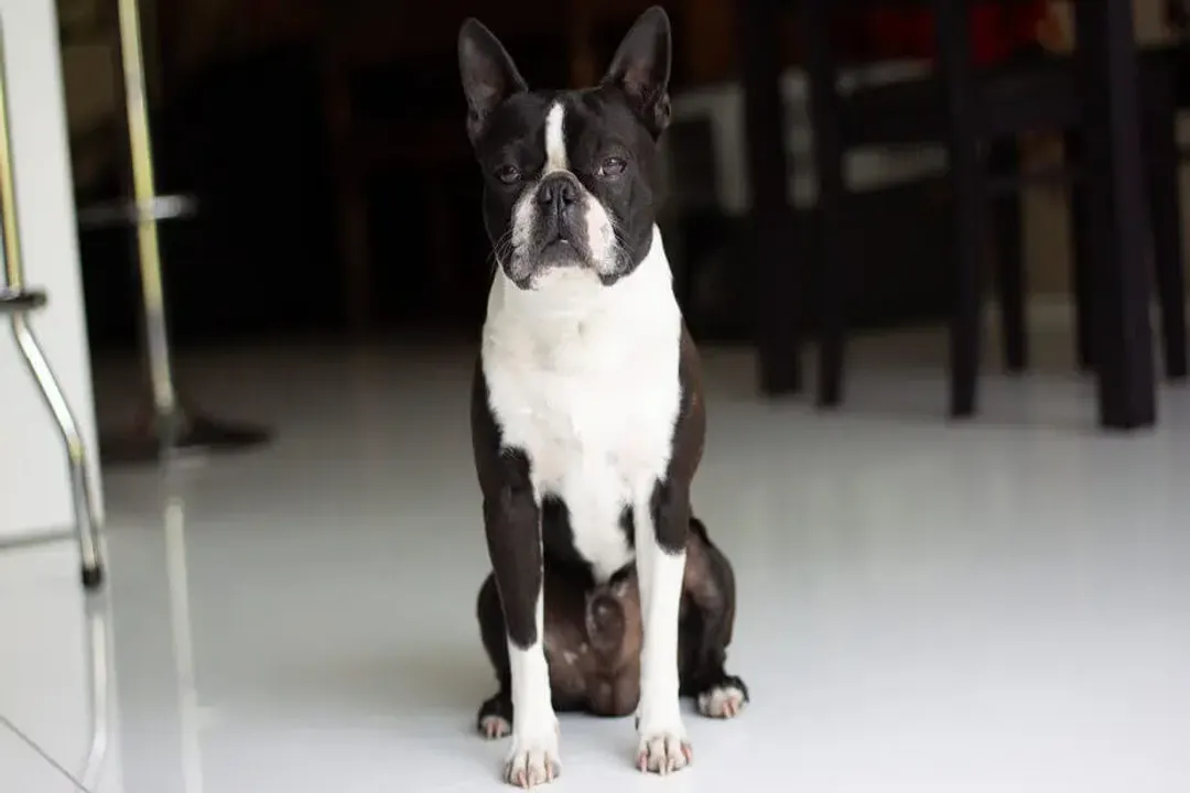 What are the physical characteristics of a Boston Terrier?, Size Targets