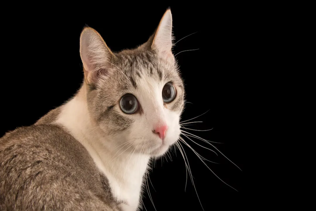 What are the physical characteristics of a cat?, Skeletal Structure