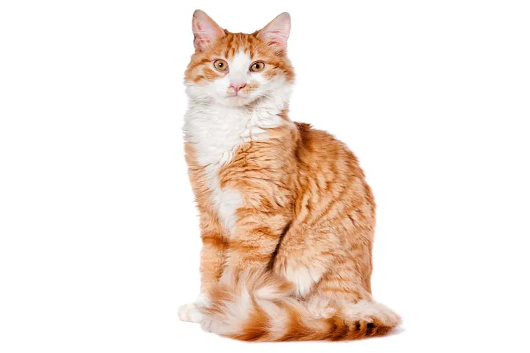 What are the physical characteristics of a cat?, Primary Senses