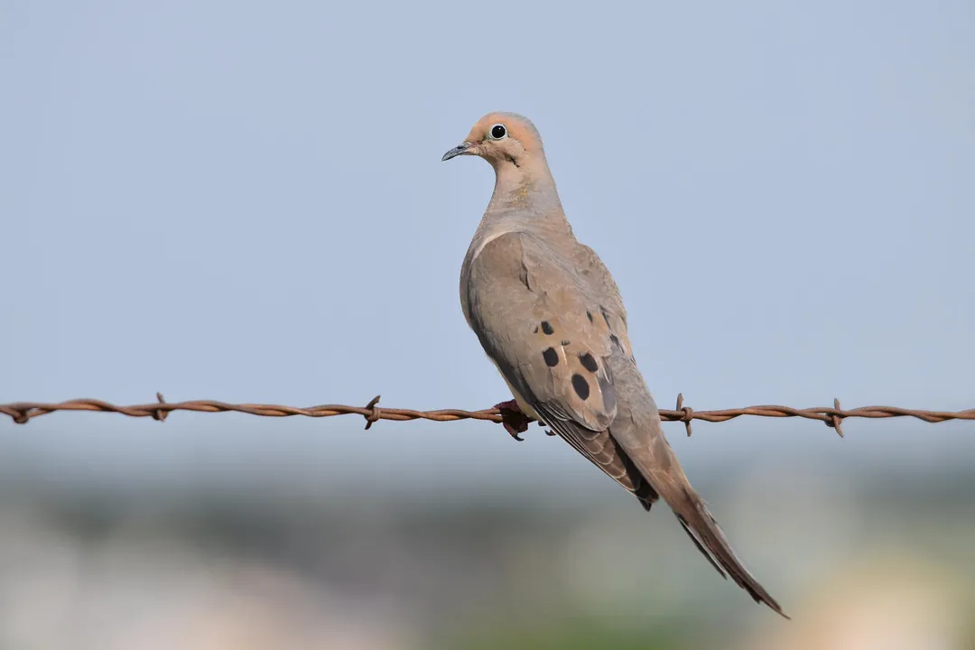 What are the physical characteristics of a dove?, Size and Stature