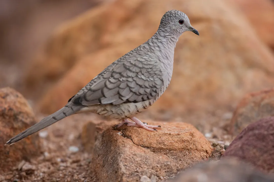 What are the physical characteristics of a dove?