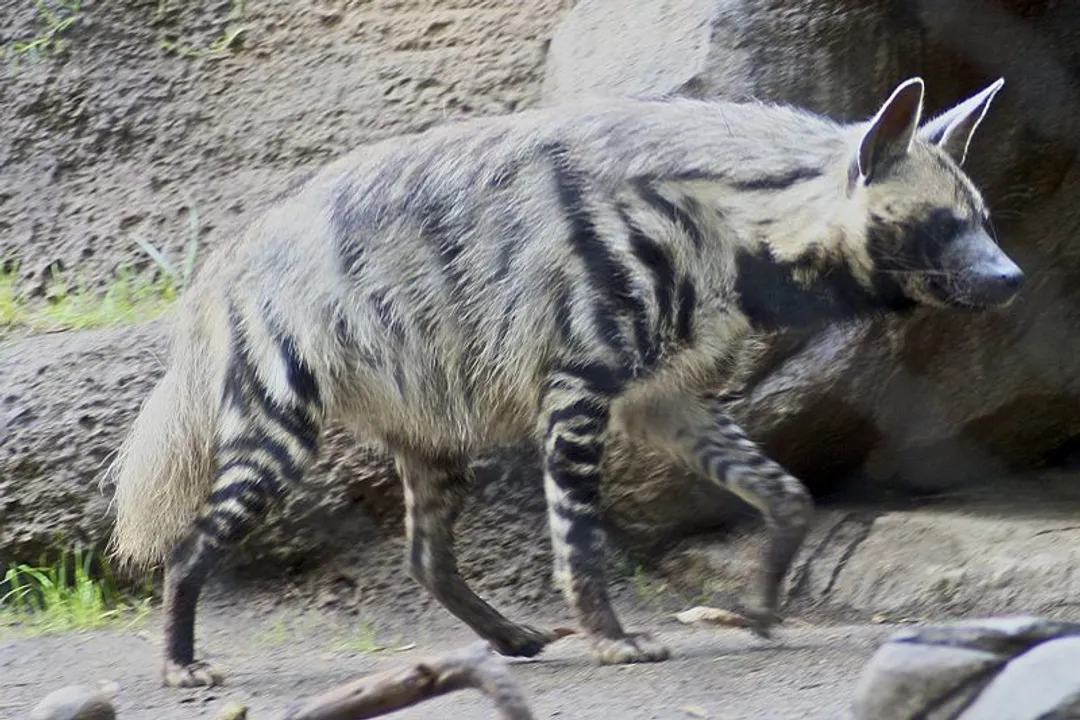 What are the physical characteristics of a hyena?, Limb Structure