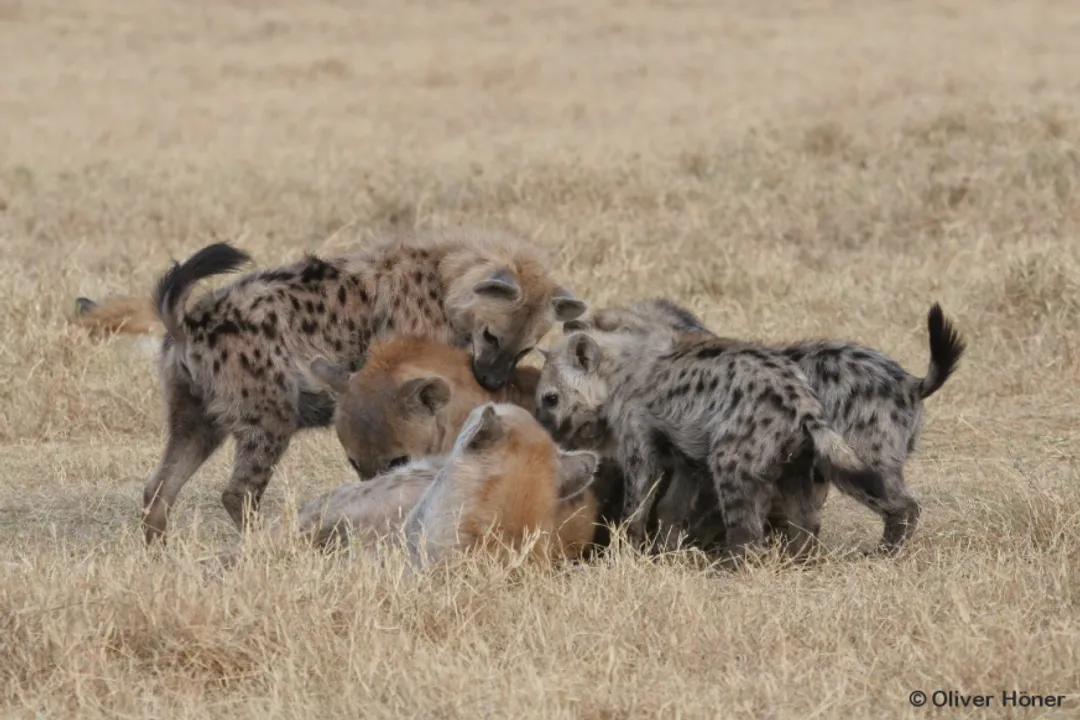 What characteristic regarding size difference between sexes is noted as rare in mammals for the Spotted Hyena?
