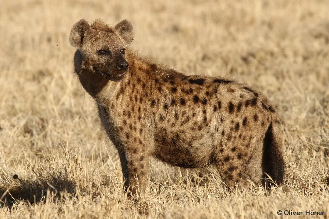 What are the physical characteristics of a hyena?, Body Scale