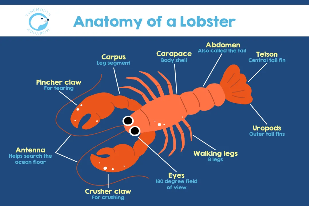 What are the physical characteristics of a lobster?, Appendages Ten