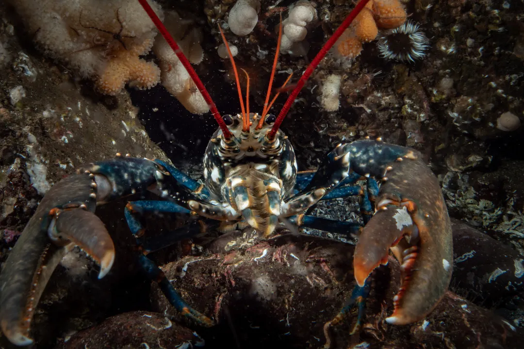 What are the physical characteristics of a lobster?, Sensory Apparatus