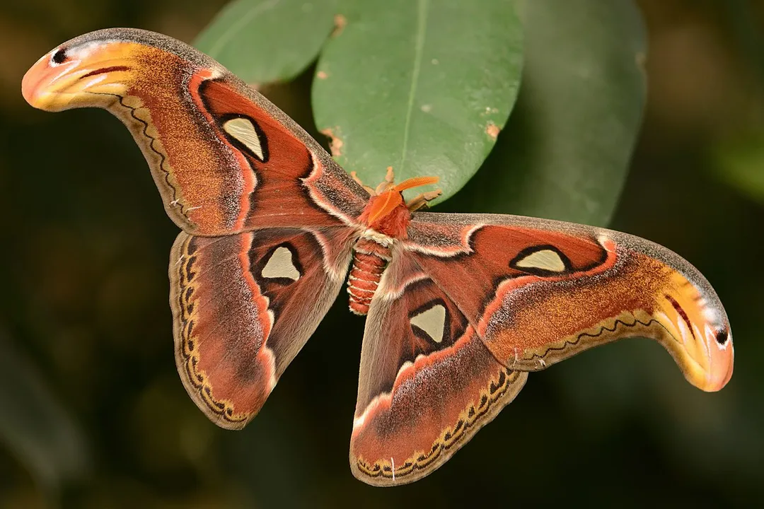 How does the typical body build of a moth generally compare to that of most butterflies?