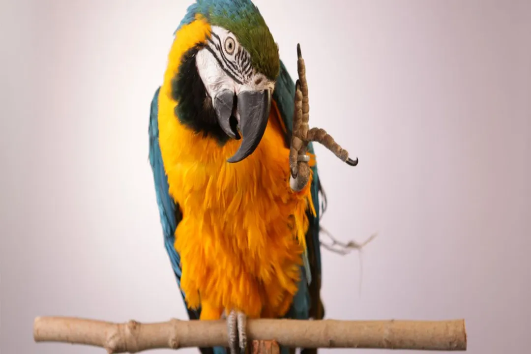 What are the physical characteristics of a parrot?, Fleshy Tongue