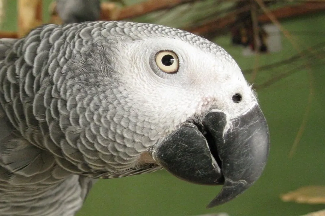 What are the physical characteristics of a parrot?, Coloration Diversity