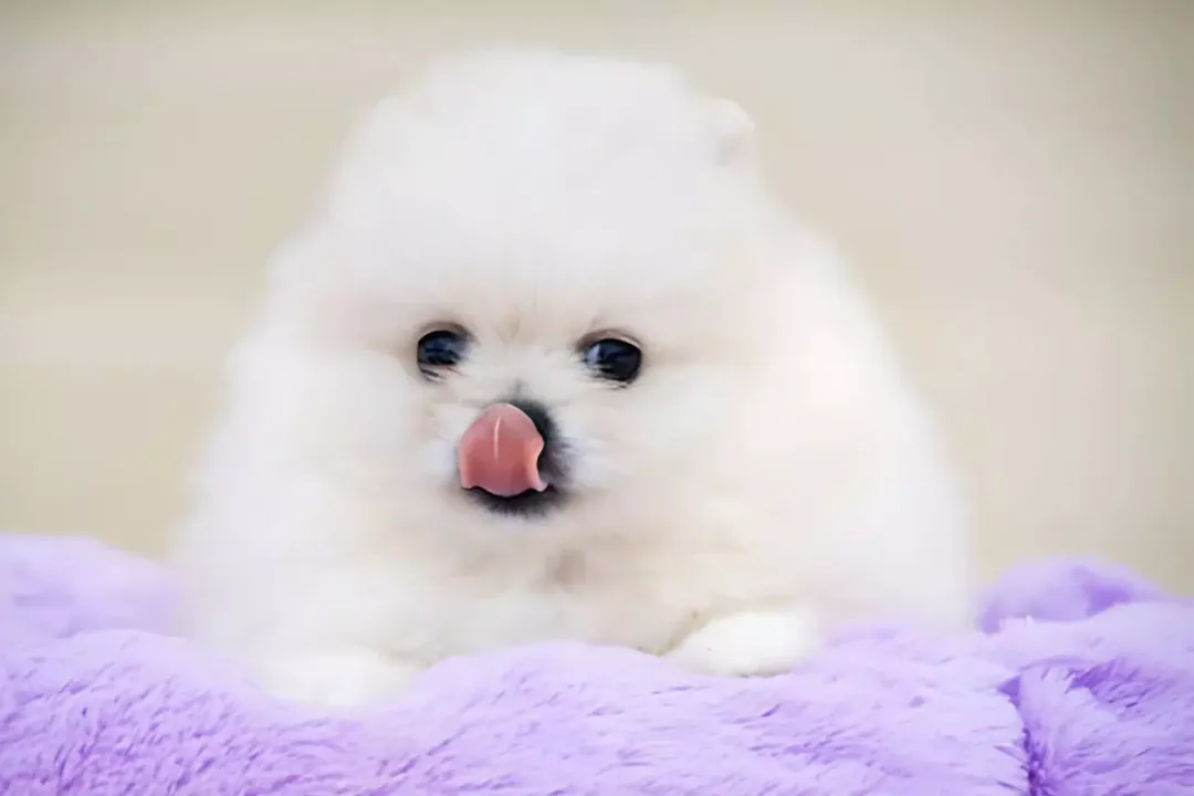 What are the physical characteristics of a Pomsky?, Parent Mix