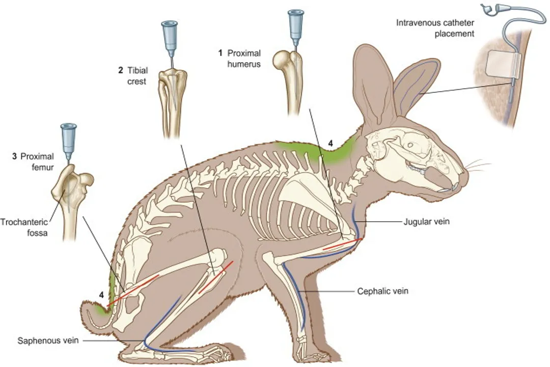 What are the physical characteristics of a rabbit?, Order Status