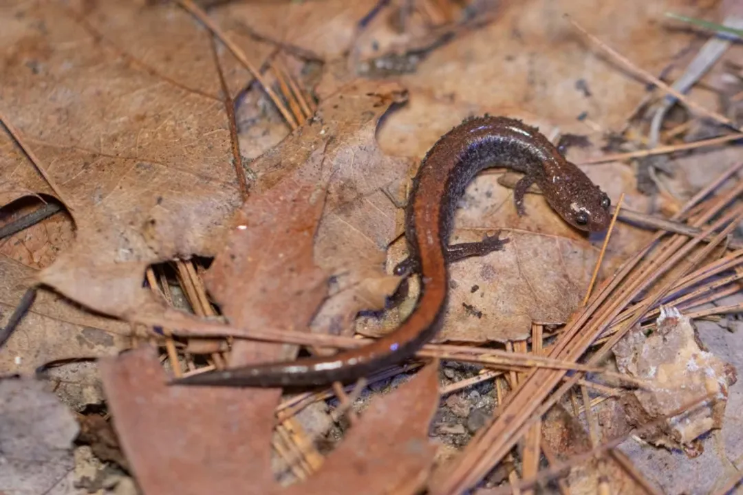 What is the primary physiological role of a salamander's permeable skin?
