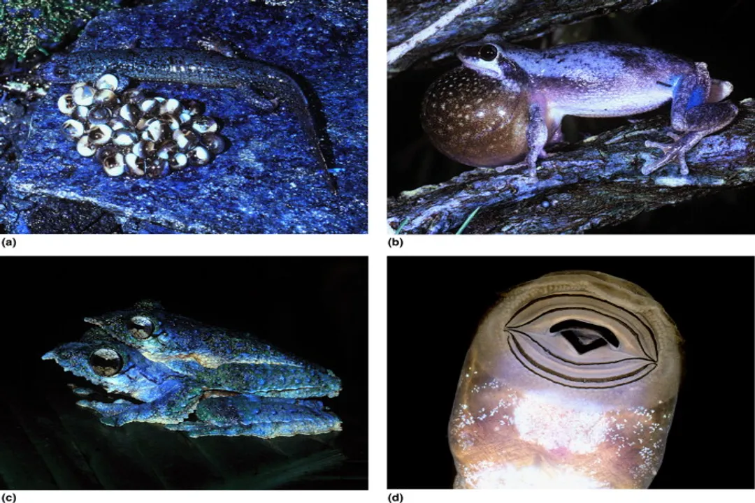 What are the physical characteristics of a salamander?, Appendages Support