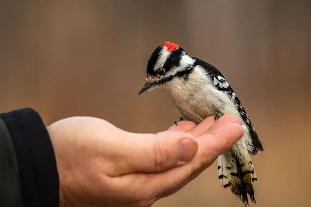 What are the physical characteristics of a woodpecker?, Foot Structure