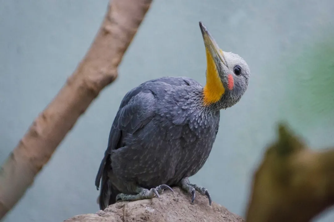 What are the physical characteristics of a woodpecker?, Tongue Anatomy