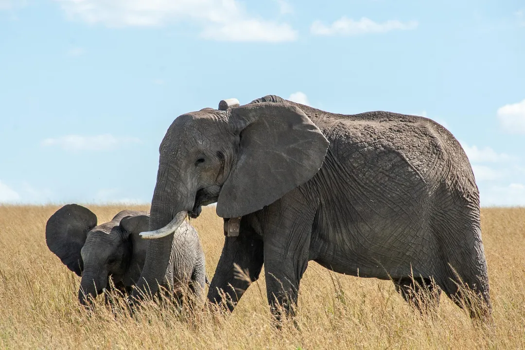 What are the physical characteristics of an elephant?, Size Species